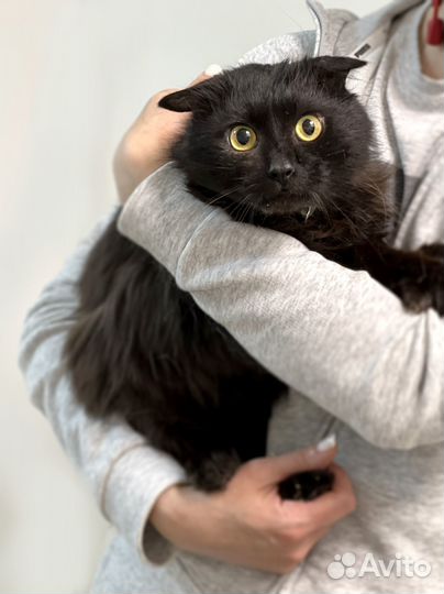 Вислоухий черный кот в дар