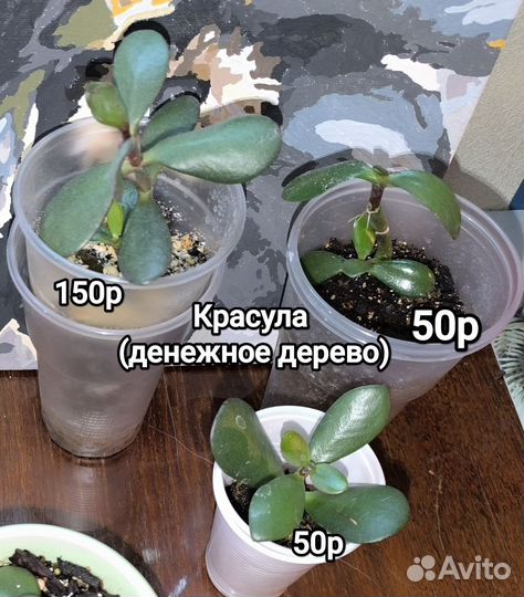 Суккуленты