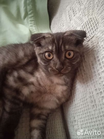 Котик
