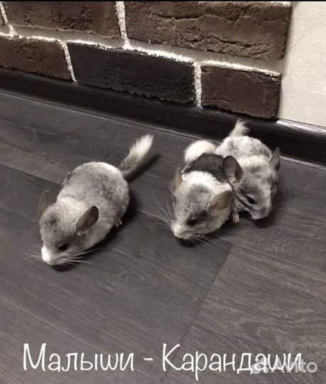 Продам Шиншиллу