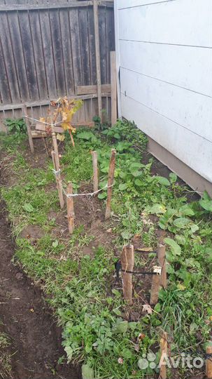 Лучшие саженцы крупномеры