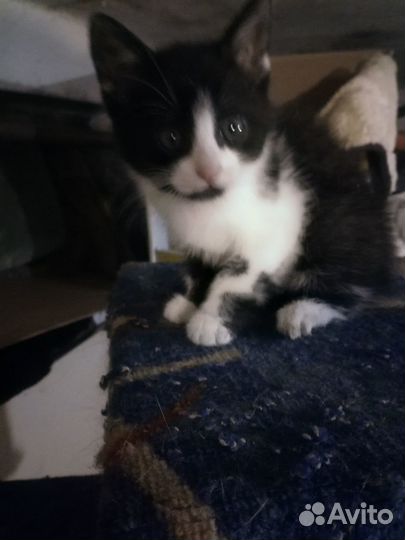 Котёнок девочка