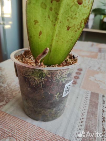 Орхидея фаленопсис биг лип