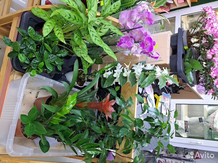 Комнатные растения