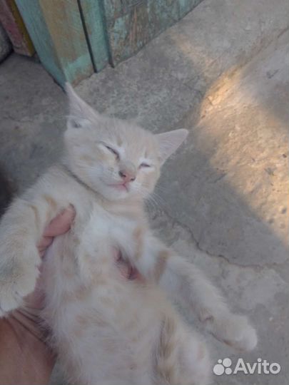 Котенок бесплатно