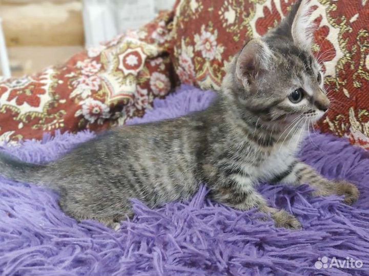 Кошка в дар бесплатно
