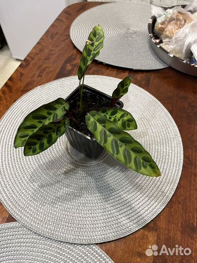 Калатея лансифолия