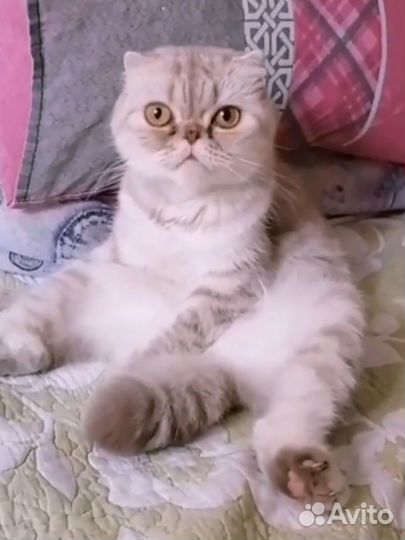 Кошка вислоухая плюшевая