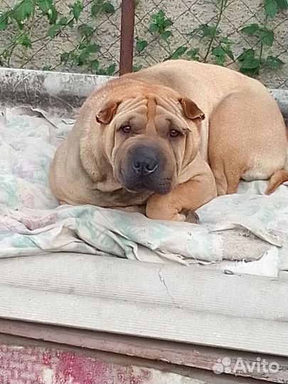 Собака шарпей