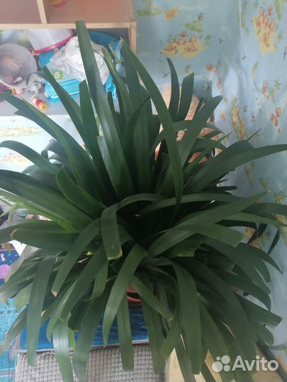 Комнатные цветы