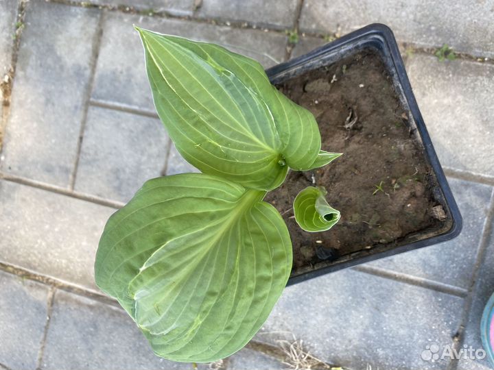 Продажа хост