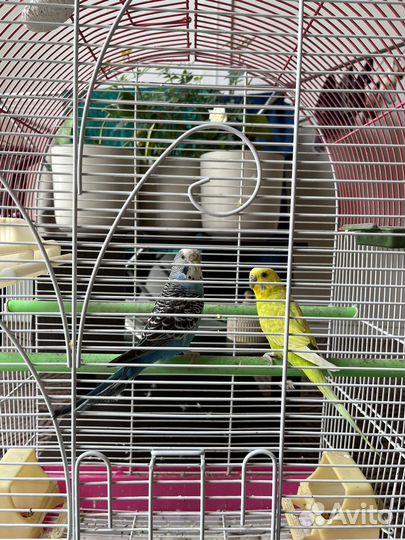Продам попугаев