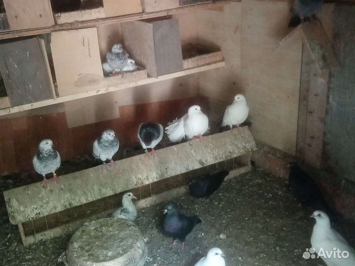 Продажа голубей