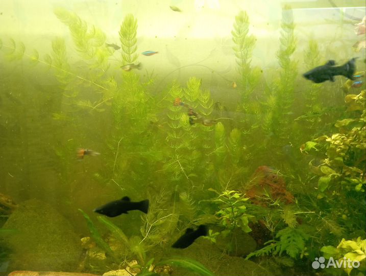 Мальки гуппи