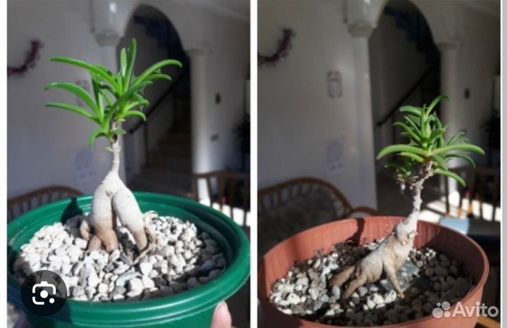 Местоклема (Mestoklema macrorhiza) семена