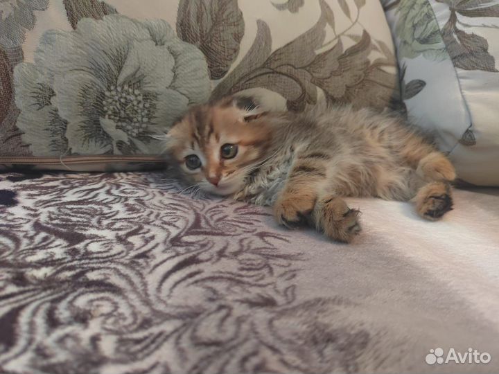Ищут дом котЯта