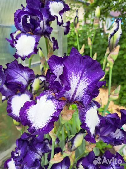 Ирисы бородатые сортовые
