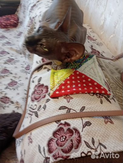 Канадский сфинкс кошка