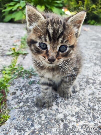 Котята в добрые руки бесплатно мальчик