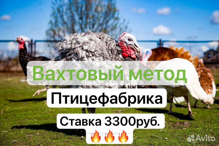 Разнорабочие на птицефабрику г.Шахты вахта