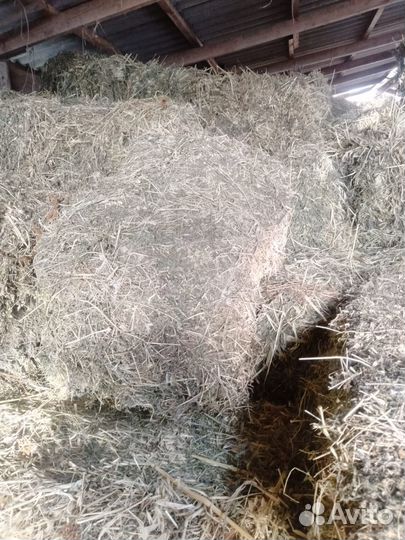 Люцерна сено