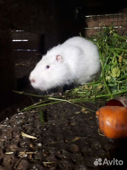 Нутрии щенки