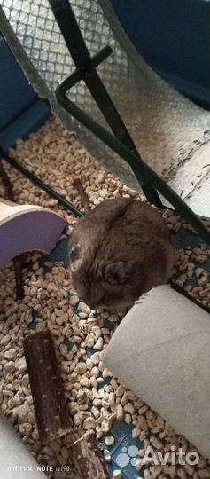 Джунгарский хомяк бесплатно