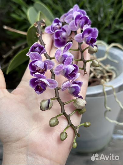 Орхидея фаленопсис Phal. Taiwan Leopard