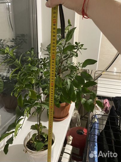 Дерево лимона,дерево мандарин