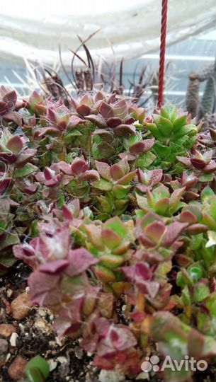 Анакампсерос, суккуленты