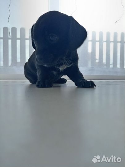 Продаются щенки