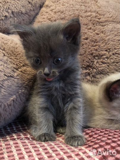 Отдам котят в добрые руки