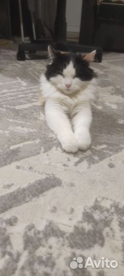 Кошка в дар бесплатно