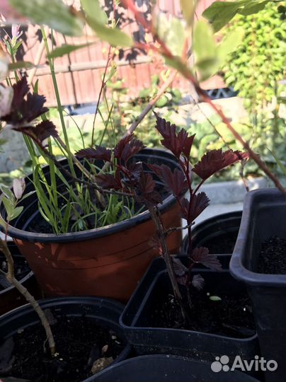 Растения многолетние для вашего сада