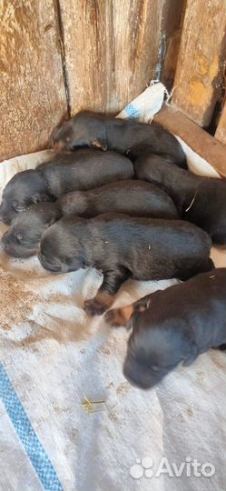 Щенки Ягдтерьера