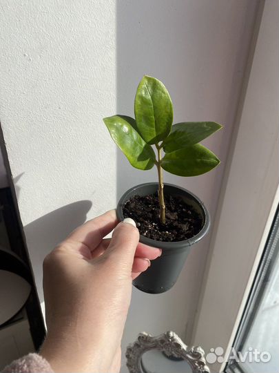 Замиокулькас