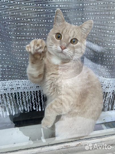 Домашний кот