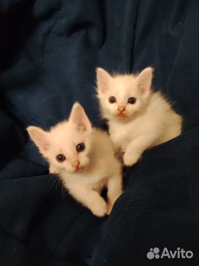 Котята