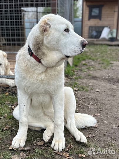 Классные щенки сао