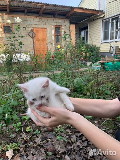 Котята турецкой ангоры