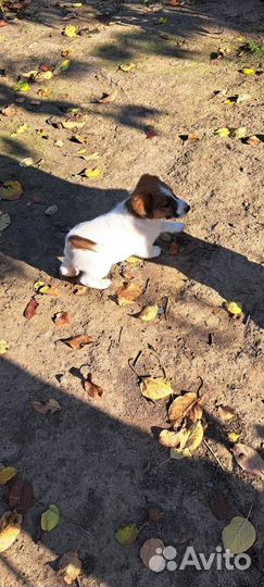 Фокстерьер