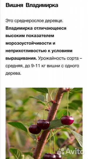 Вишня древовидная, Владимирка