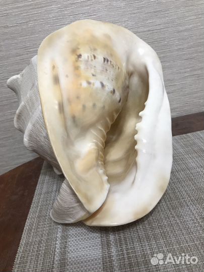 Ракушка морская большая