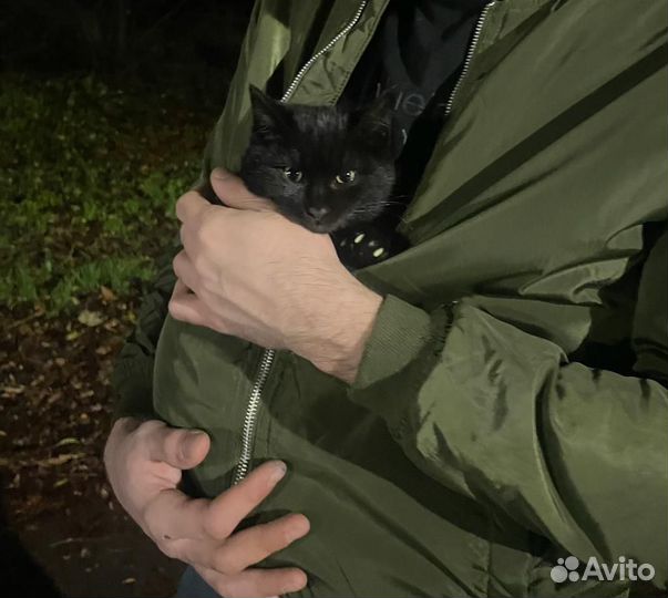 Кошки