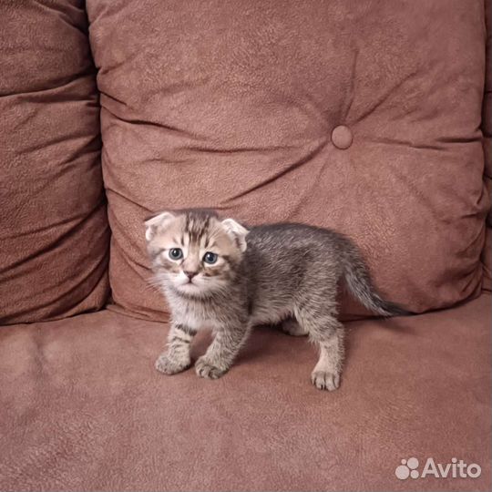 Шотландские вислоухие котята