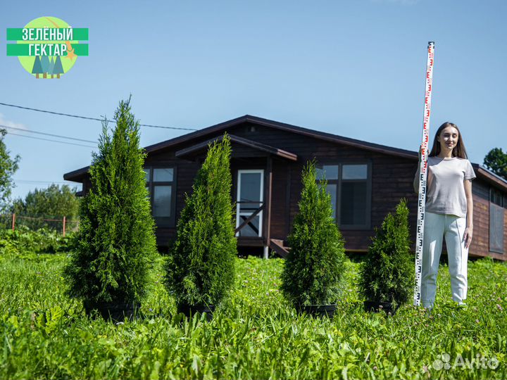 Туи смарагд 80 см свежая копка 2023