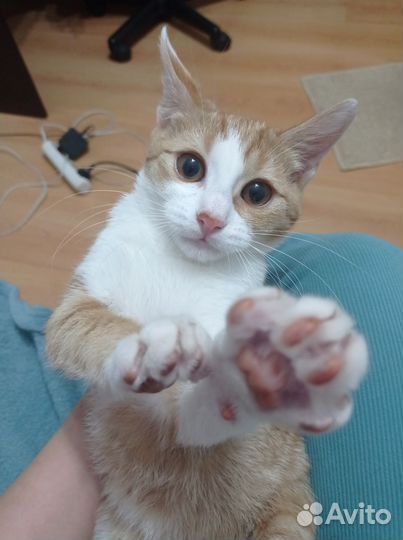 Кошка 3,5 мес