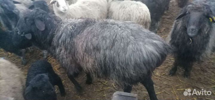 Продам племенного барашка