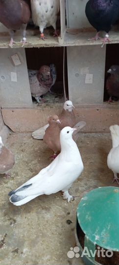 Голуби