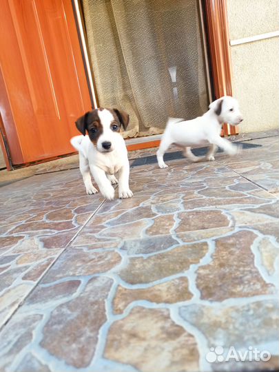 Щенки джек Рассел терьер гладкошерстный